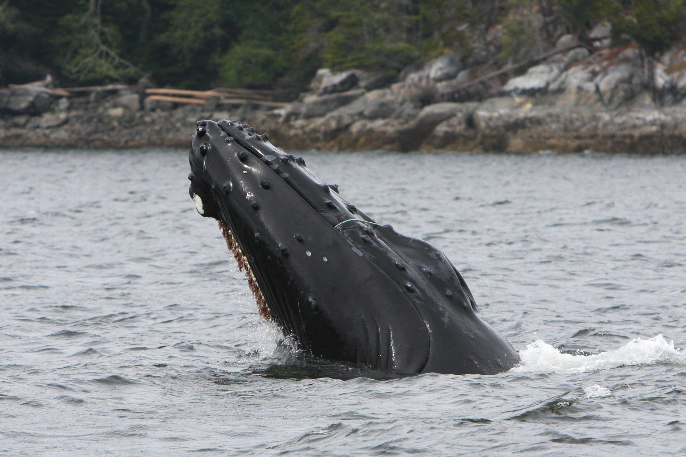 Humpback whale "Twister" entangled in prawn gear (photo by Jared Towers, MERS)