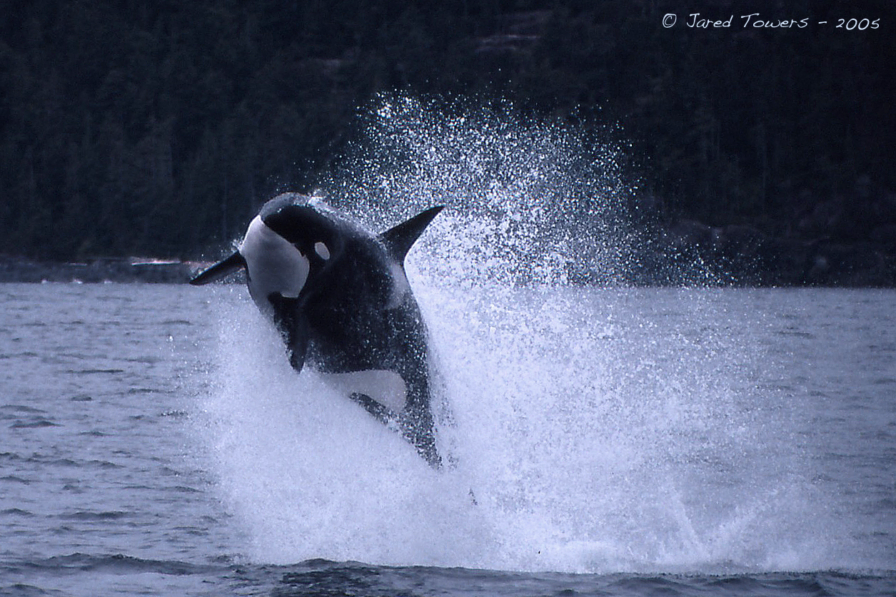 Transient Killer Whale T079 hunting porpoises.