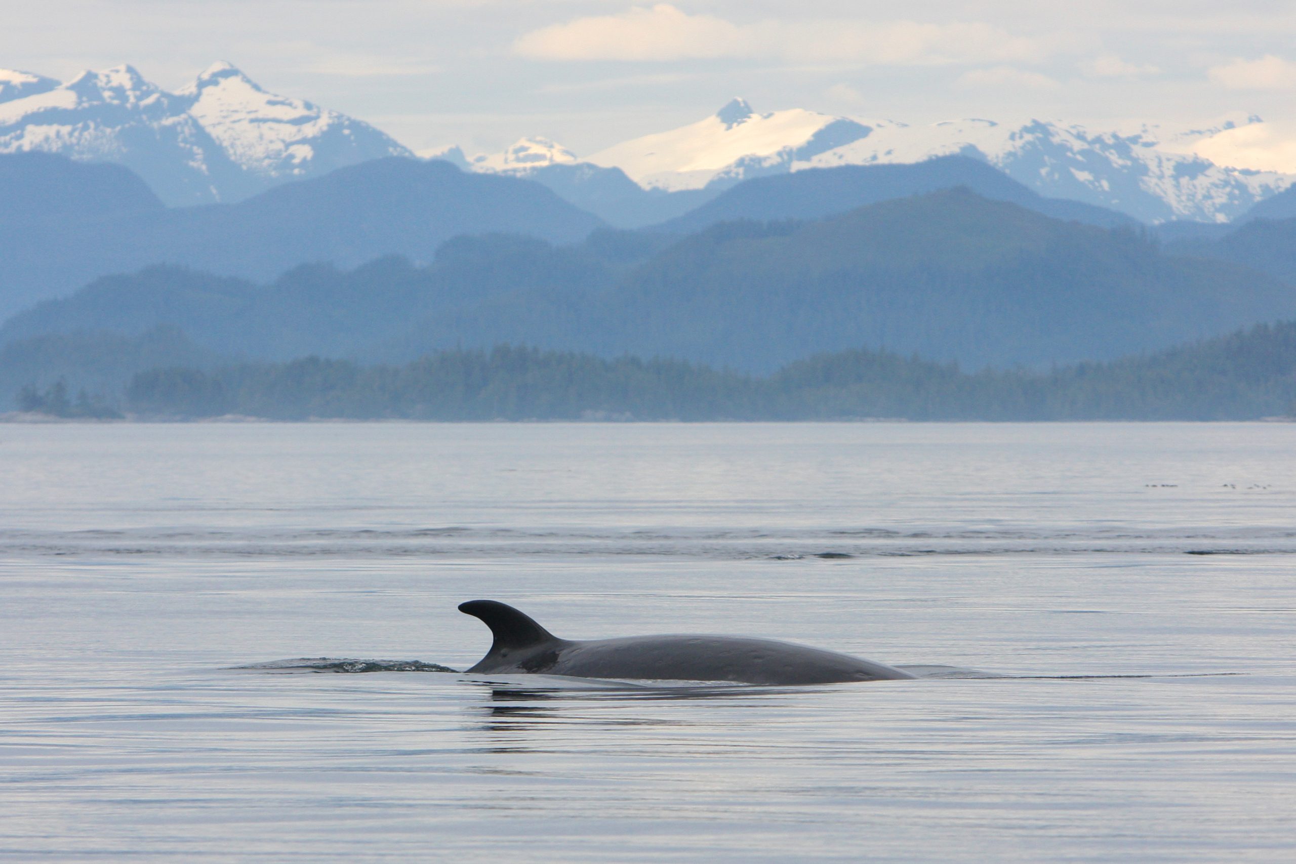 M003 also known as Galaxy  in Queen Charlotte Strait off northeastern Vancouver Island during summer. Galaxy has also been observed in Washington state on several occasions during spring and autumn.