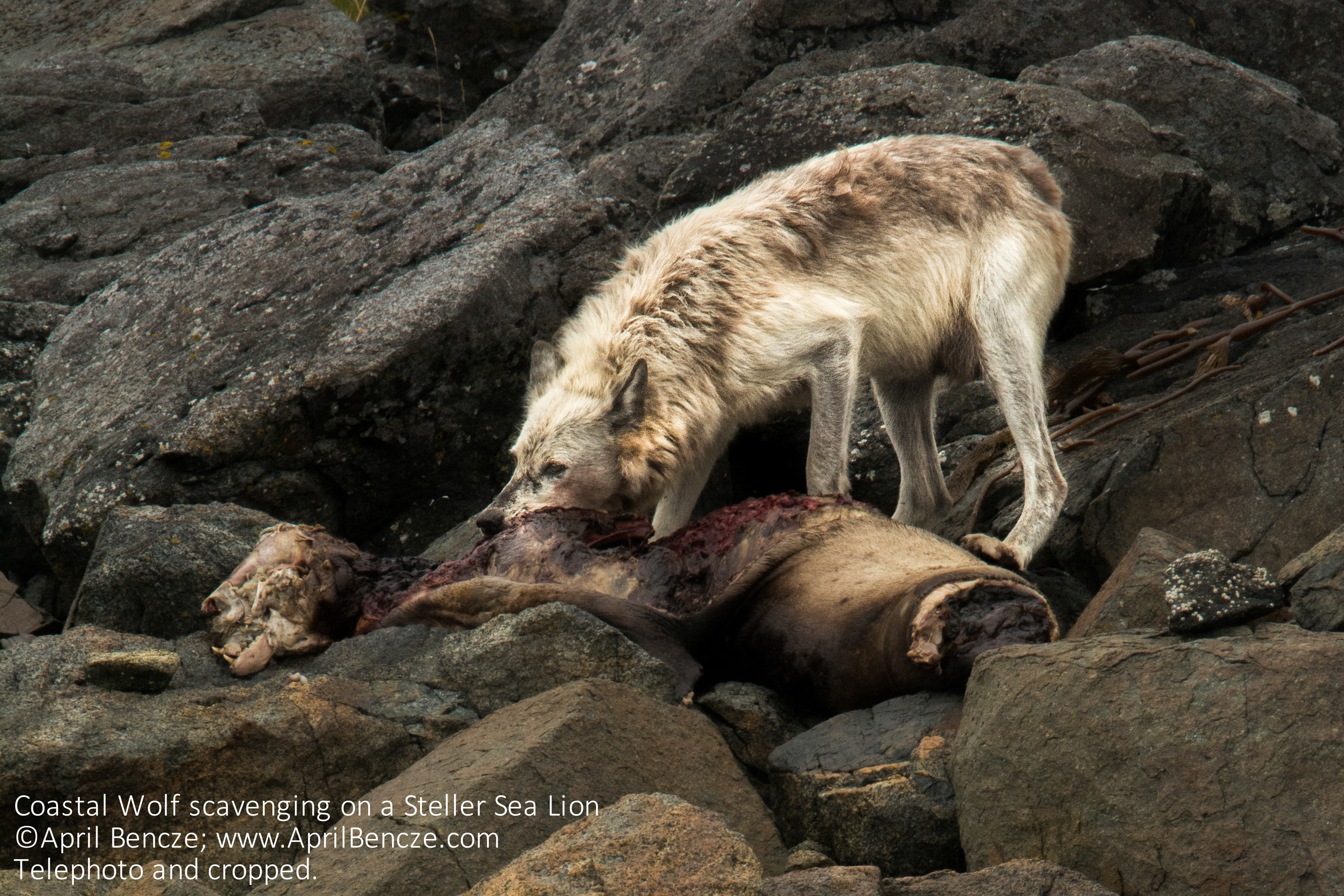 April Bencze scavenging_DSC0883