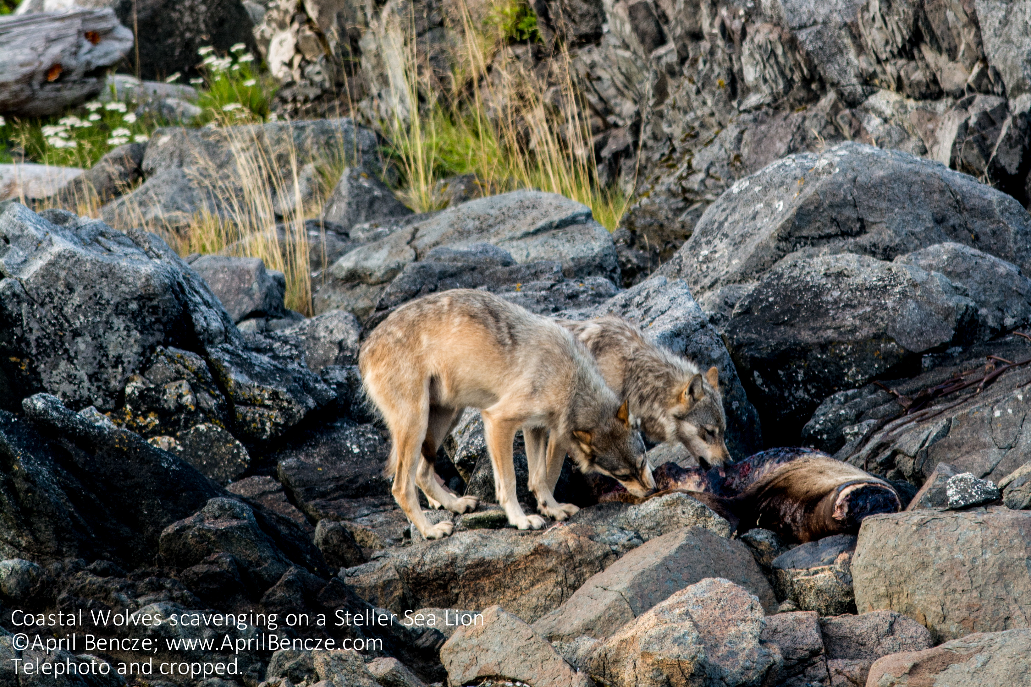 April Bencze scavenging_DSC0955