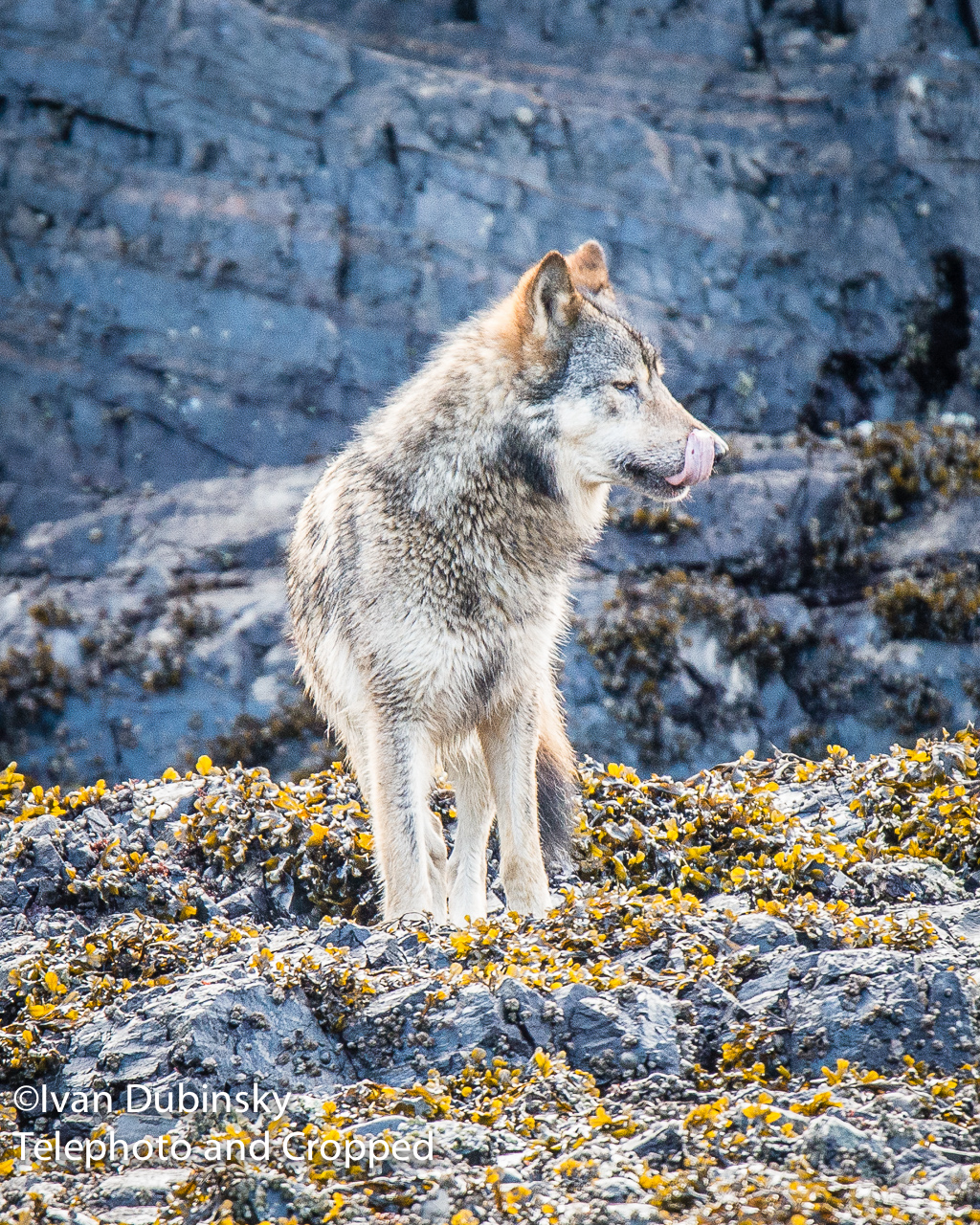 Ivan Dubinsky - wolf photo