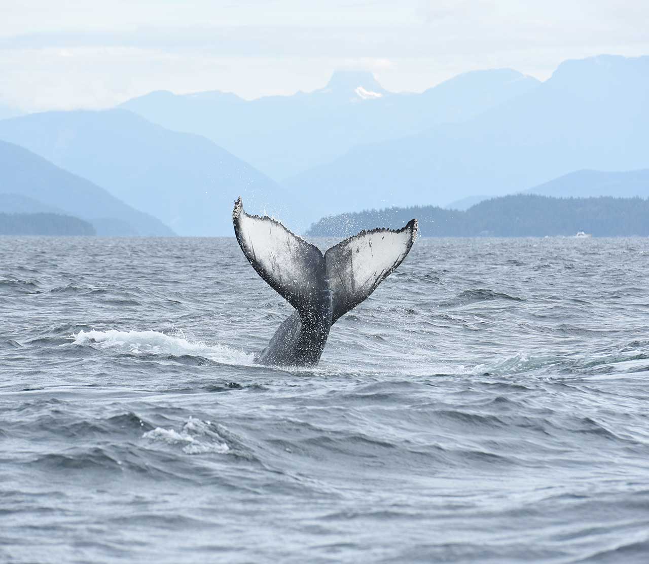 mers marine education research society whale splashy calf of nick tail slapping by francisco point