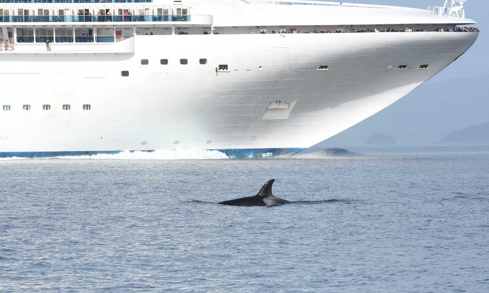 mers marine education research society biggs killer whale cruise ship in background