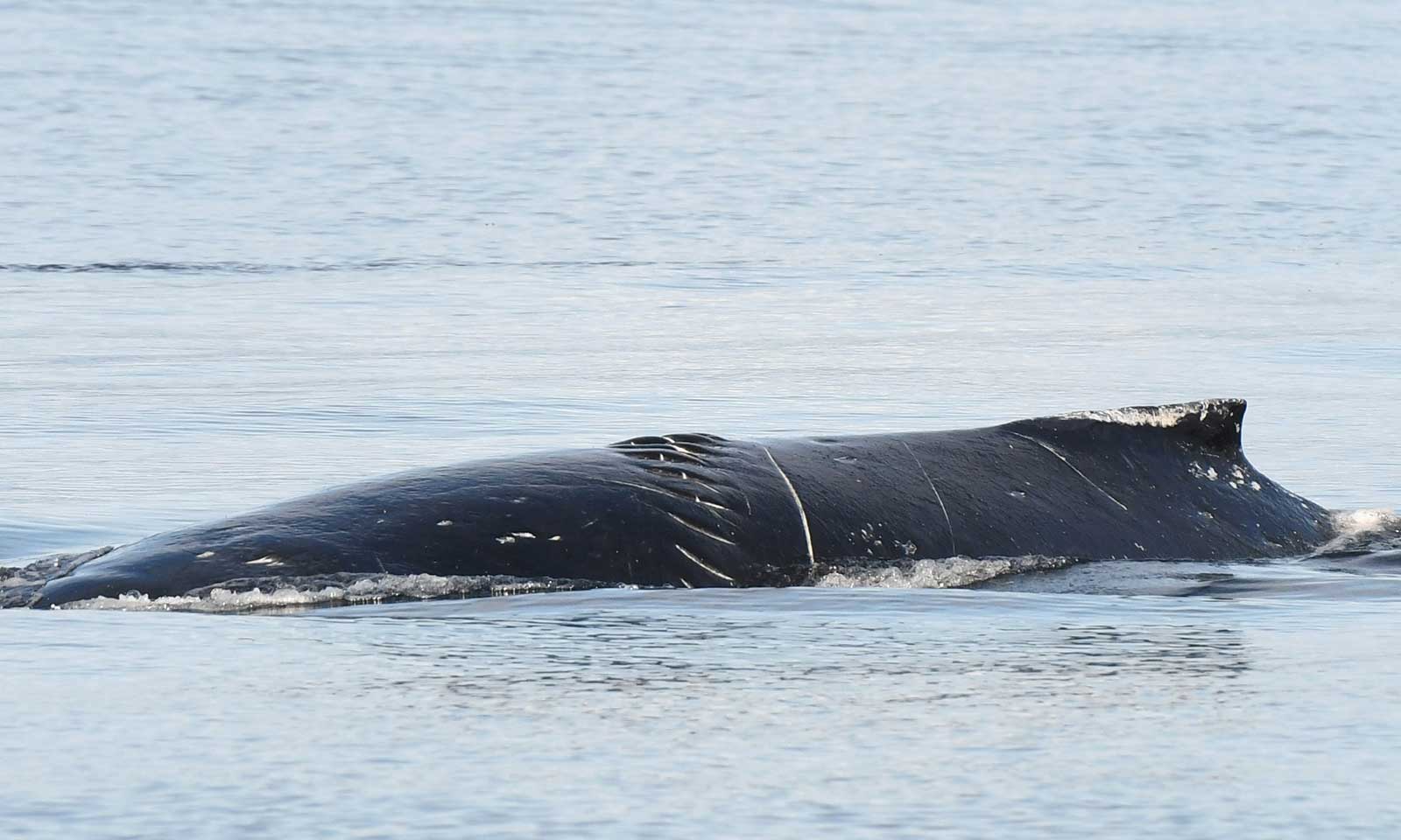 mers marine education research society humpback whale calf wallace with scarring from entanglement and boat propeller