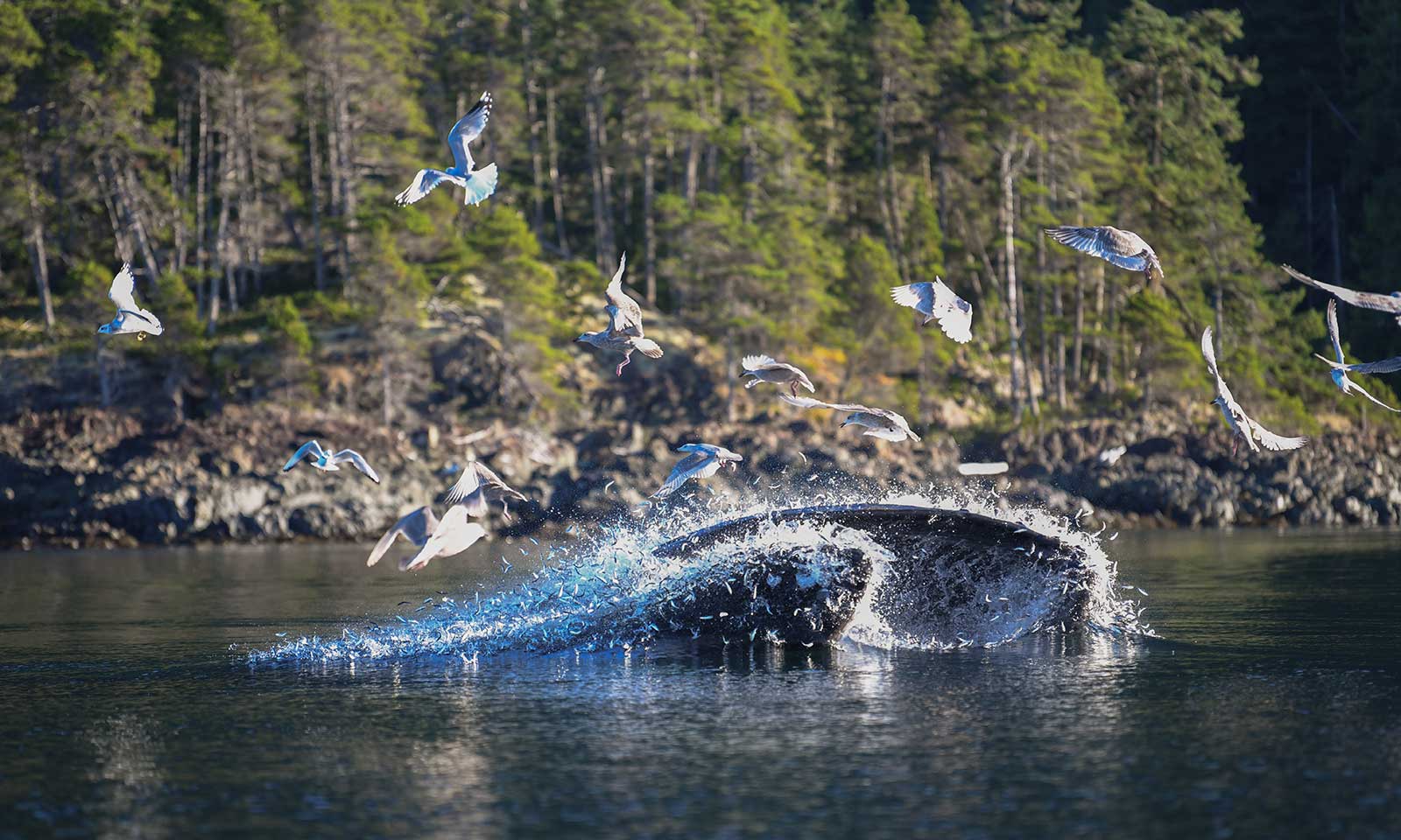 mers marine education research society whale jigger lunge feeding mml 57 seagulls flying above