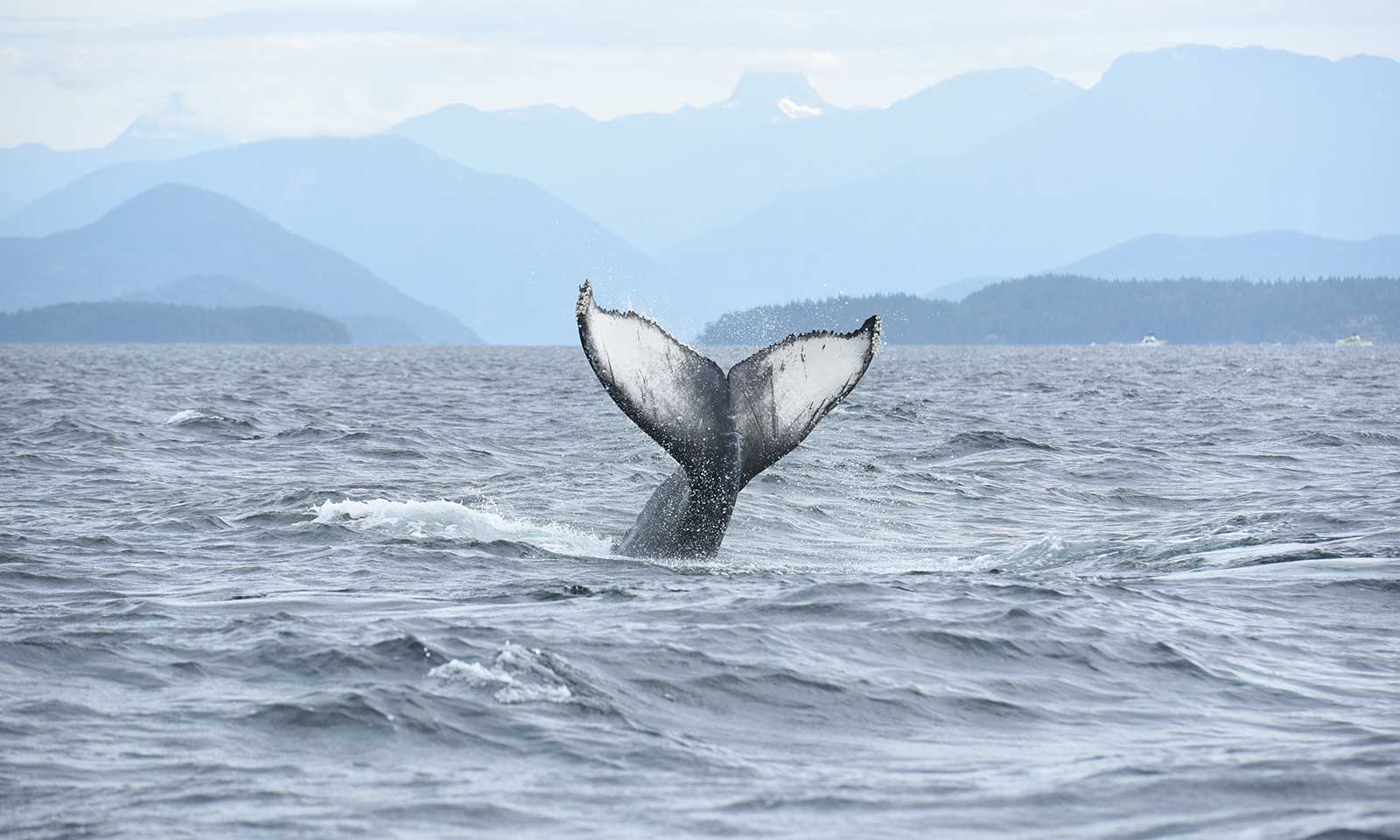 mers marine education research society whale splashy calf of nick tail slapping by francisco point wide